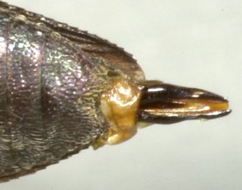 Media type: image;   Entomology 2690 Aspect: anal sclerite